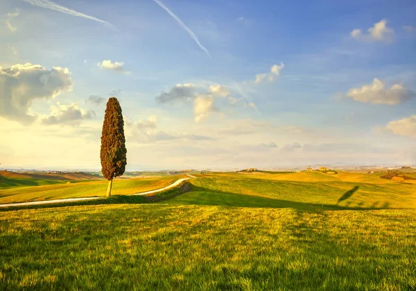 Toszkána táj, ciprusfa és fehér út, Siena, Olaszország. — Stock Fotó