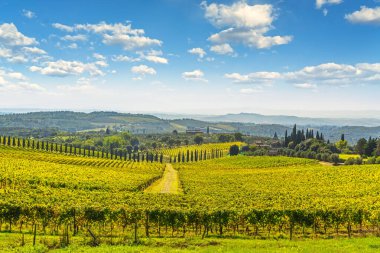 Chianti üzüm bağı panoraması ve selvi sırası. Castelnuovo Berarde