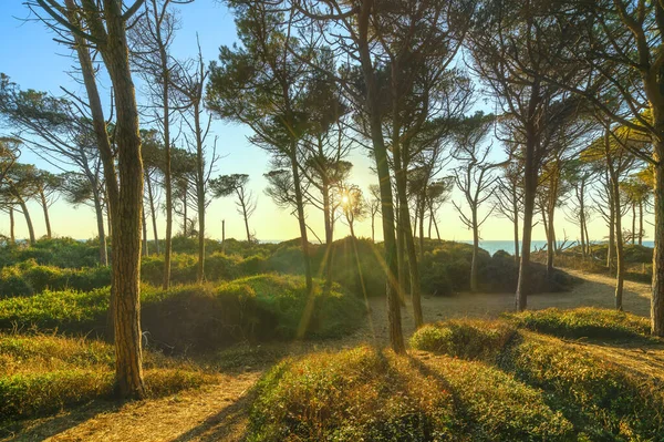 Pine trees, beach and sea, Marina di Cecina, Maremma, Tuscany, Italy Europe.