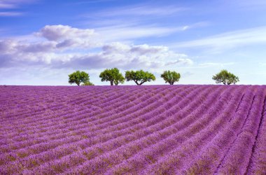 Çiçekli lavantalar ve tepenin üstündeki ağaçlar. Valensole, Provence, Fransa, Avrupa.