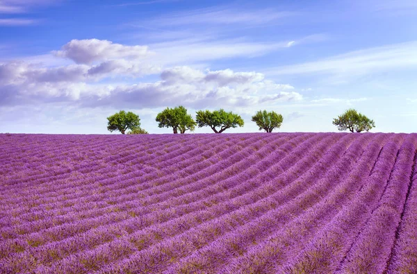 Blommande Lavendel Och Träd Toppen Kullen Valensole Provence Frankrike Europa — Stockfoto