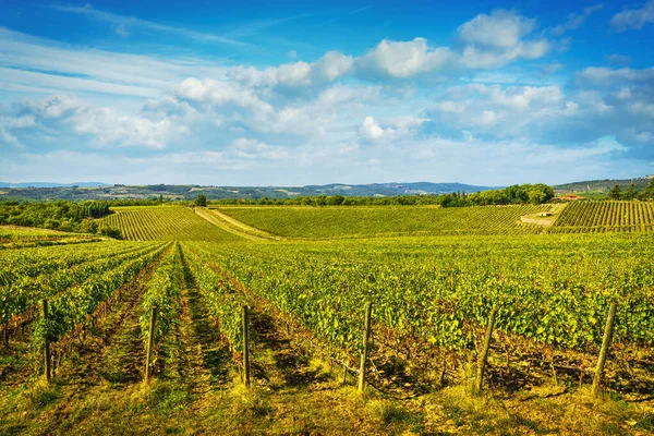 Sonbaharda Günbatımında Chianti Üzüm Bağı Panorama Gaiole Toskana Talya Avrupa — Stok fotoğraf