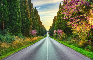 Bolgheri 'nin ünlü selvi ağaçları gün batımında düz bulvar manzarası. Maremma tarihi, Toskana, İtalya, Avrupa.