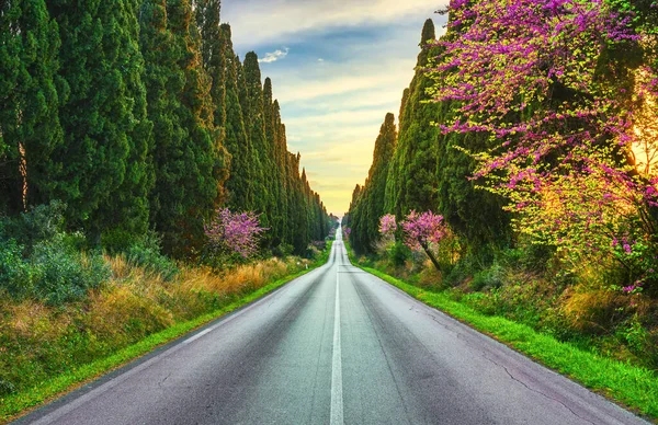 Bolgheri Famous Cypresses Trees Straight Boulevard Landscape Sunset Maremma Landmark — Stock Photo, Image