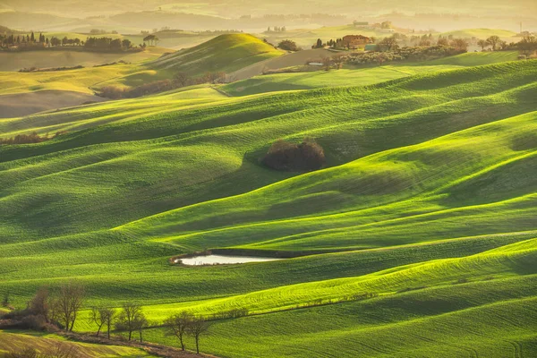 Toskánské Panorama Zvlněné Kopce Stromy Zelená Pole Vescona Siena Itálie — Stock fotografie
