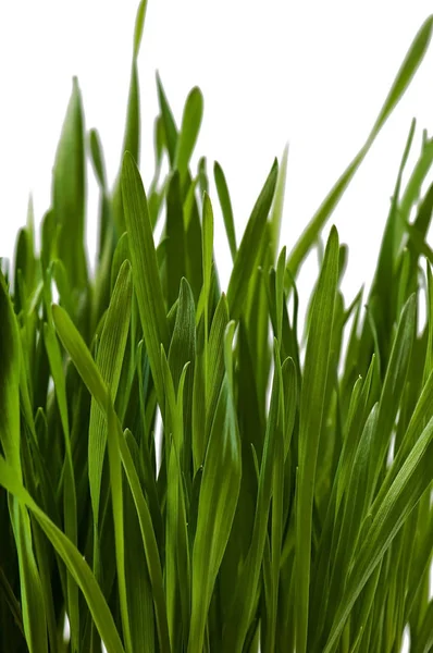 หญ้าสีเขียวแยกจากพื้นหลังสีขาว ธรรมชาติ . — ภาพถ่ายสต็อก