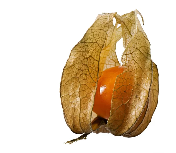 Physalis maturo isolato su sfondo bianco. — Foto Stock