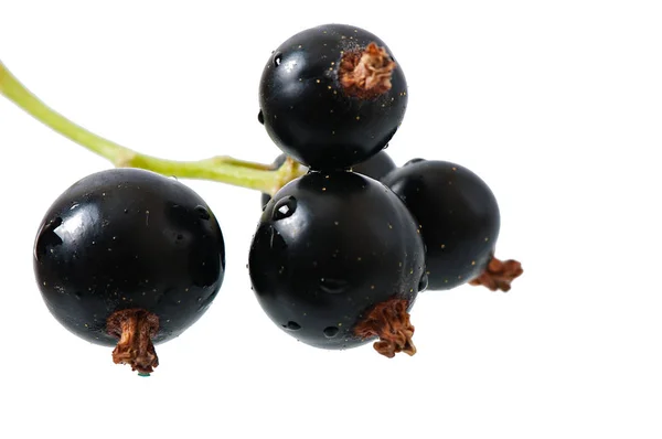 Ягоди чорної смородини ізольовані на білому тлі . — стокове фото