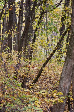 Sonbahar, mevsim, doğa orman.