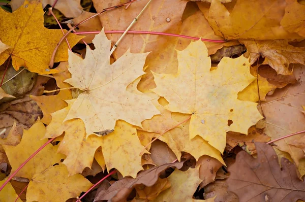 Hintergrund von Herbstblättern, Natur, Jahreszeiten. — Stockfoto