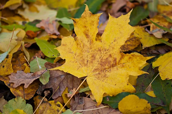 Hintergrund von Herbstblättern, Natur, Jahreszeiten. — Stockfoto