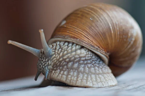 Groot bos slak op een oude houten achtergrond, fauna. — Stockfoto