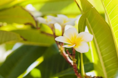 Tesisatçı ağacının güzel kokulu ve güzel çiçekleri, doğal tropikal arka plan..