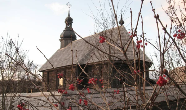 Old faded wooden church with red viburnum bush in the foreground. Ancient wooden orthodox church in the village. Wooden architecture. Religious buildings.