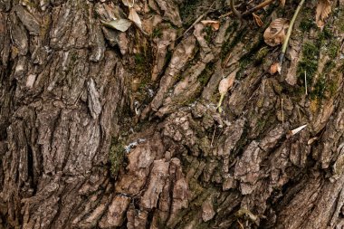 Doğal ahşap desenli yüzey 