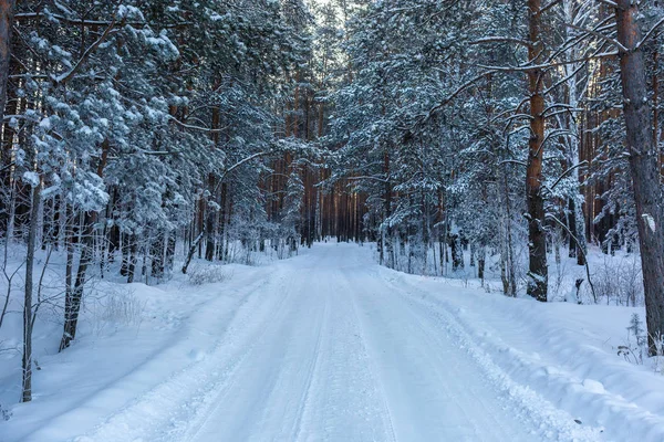 Çam ormanlı, karlı ağaçlı ve yollu kış manzarası