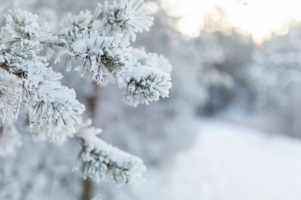 Donmuş kozalaklı dallar beyaz bir kışın arka planında, güneşin doğuşundaki bir ormanın zemininde.