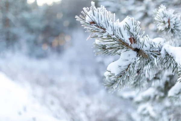 Donmuş kozalaklı dallar beyaz bir kışın arka planında, güneşin doğuşundaki bir ormanın zemininde.