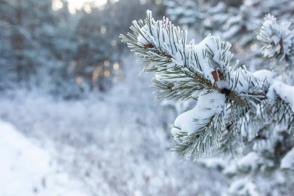 Donmuş kozalaklı dallar beyaz bir kışın arka planında, güneşin doğuşundaki bir ormanın zemininde.