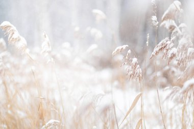 Kış ormanının arka planında donmuş çimenler, soğuk kış havası