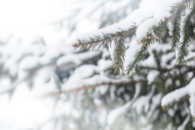 Donmuş kozalaklı dallar beyaz bir kışın arka planında, güneşin doğuşundaki bir ormanın zemininde.