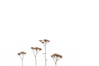 Beyaz karın üzerinde dört kuru dal var.