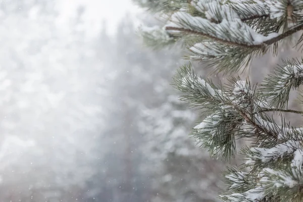 Donmuş kozalaklı dallar beyaz bir kışın arka planında, güneşin doğuşundaki bir ormanın zemininde.