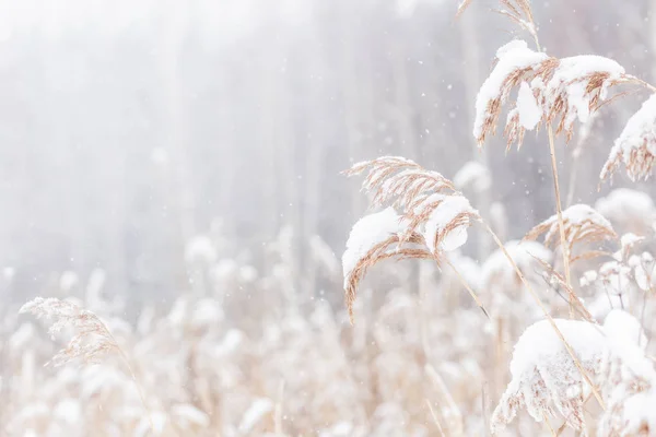 Kış ormanının arka planında donmuş çimenler, soğuk kış havası