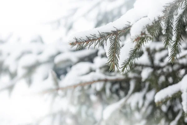 Donmuş kozalaklı dallar beyaz bir kışın arka planında, güneşin doğuşundaki bir ormanın zemininde.