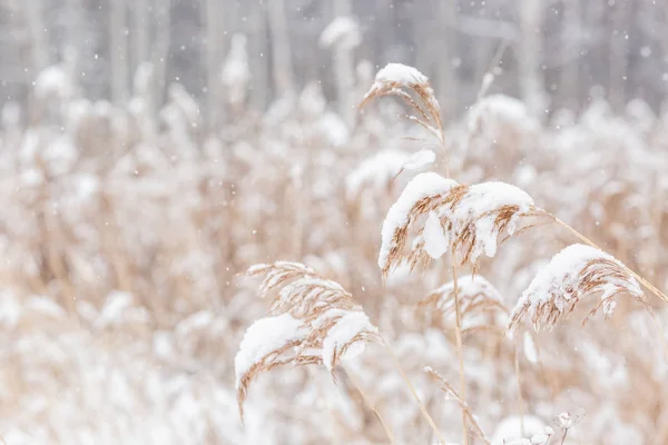 Kış ormanının arka planında donmuş çimenler, soğuk kış havası