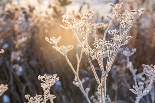 Kış ormanının arka planında donmuş çimenler, soğuk kış havası