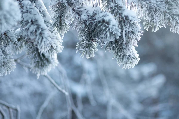 Donmuş kozalaklı dallar beyaz bir kışın arka planında, güneşin doğuşundaki bir ormanın zemininde.