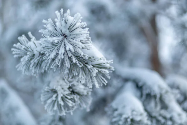 Donmuş kozalaklı dallar beyaz bir kışın arka planında, güneşin doğuşundaki bir ormanın zemininde.