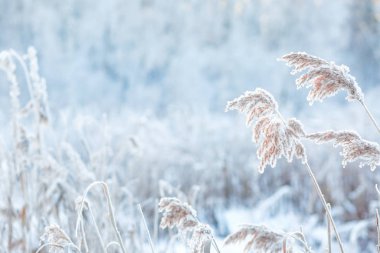Kış ormanının arka planında donmuş çimenler, soğuk kış havası