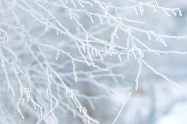 Kış ormanlarının arka planında beyaz buzullarda kavrulan dallar, soğuk kış havası, buz.