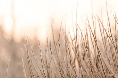 Kış ormanlarının arka planında beyaz buzullarda kavrulan dallar, soğuk kış havası, buz.
