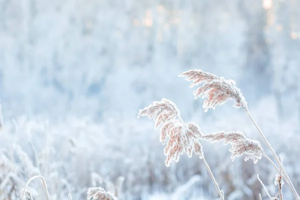 frozen grass in white hoarfrost against the background of a winter forest, cold winter weather