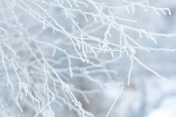 Kış ormanlarının arka planında beyaz buzullarda kavrulan dallar, soğuk kış havası, buz.