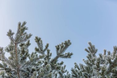 Beyaz buzullarla kaplı ladin ya da çam dalları, kışın mavi gökyüzüne karşı, aşağıdan görünür.