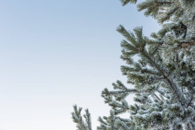 Beyaz buzullarla kaplı ladin ya da çam dalları, kışın mavi gökyüzüne karşı, aşağıdan görünür.