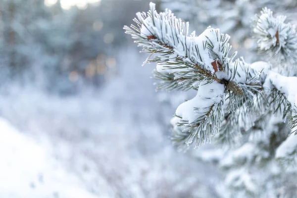 Donmuş kozalaklı dallar beyaz bir kışın arka planında, güneşin doğuşundaki bir ormanın zemininde.