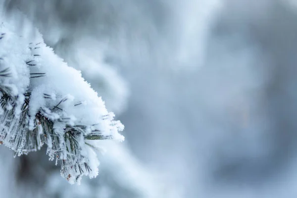 Donmuş kozalaklı dallar beyaz bir kışın arka planında, güneşin doğuşundaki bir ormanın zemininde.