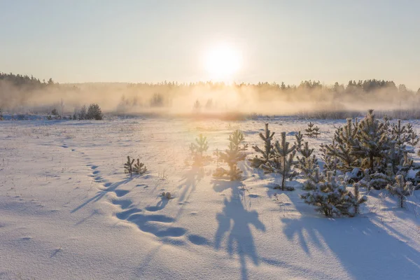 Şafakta karlı bir tarlada genç çam ağaçları, şafaktan gelen ışık, nehrin yukarısındaki karlar ve sis yığınları.