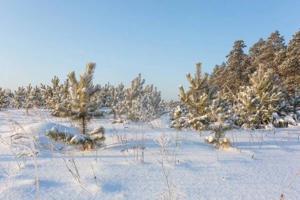 Şafak vakti karlı bir tarlada genç çam ağaçları, şafak vakti arka plan ışıkları, kar yığınları