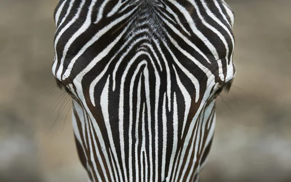 Zebra huvud på nära håll från ovan Royaltyfria Stockbilder