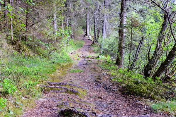 Caminho na floresta — Fotografia de Stock