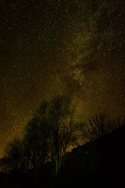 Zobrazení Hvězd Přes Strom Jasné Noci — Stock fotografie