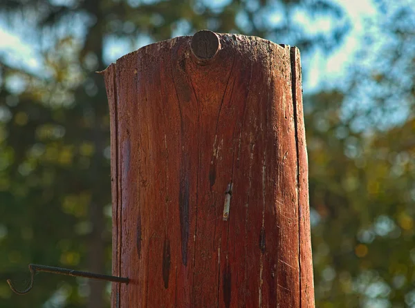 Tronco de árbol de corte sin corteza, de cerca — Foto de Stock