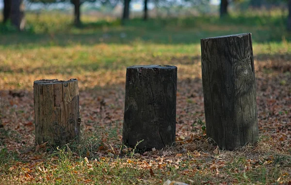 Trois troncs d'arbres de différentes tailles dans un parc d'automne — Photo