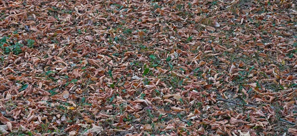 Ξηρά καφέ πεσμένα φύλλα στο έδαφος, με πλήρες πλαίσιο — Φωτογραφία Αρχείου